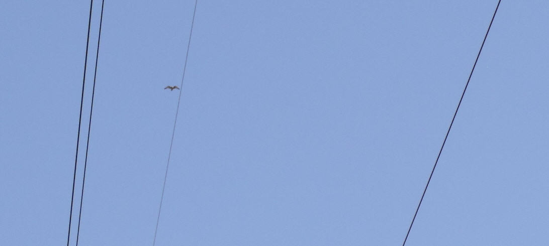Falco peregrinus